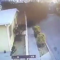 Hàng trăm con chim bỗng nhiên từ trên trời rơi xuống ở Mexico