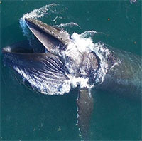 Cá voi lưng gù bơi 6.000km để tìm bạn tình