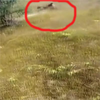 Báo hoa mai lao khỏi bụi cỏ vồ 4 người bị thương