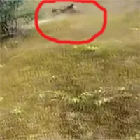 Báo hoa mai lao khỏi bụi cỏ vồ 4 người bị thương