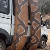 Trăn khổng lồ quấn quanh ô tô và sự thật bất ngờ phía sau