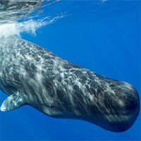 Cá nhà táng dạy nhau cách tấn công tàu săn bắt