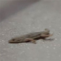 Khoa học lần đầu tiên giải mã được nghịch lý về cái đuôi thằn lằn