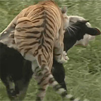 Hổ dữ chật vật nhảy lên lưng hạ sát bò sữa và cái kết