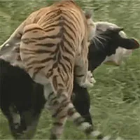 Hổ dữ chật vật nhảy lên lưng hạ sát bò sữa và cái kết