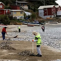 Bí ẩn hàng nghìn con cá chết dạt vào bãi biển Chile