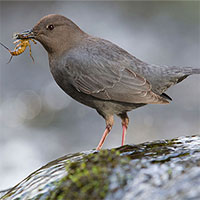 Loài chim sẻ chuyên kiếm ăn dưới nước với kĩ năng 