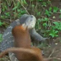 Kỳ đà mẹ trả thù cho con khi bị cầy Mangut ăn thịt, liệu nó có thành công?