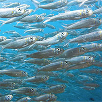 Cá biển chậm lớn vì ô nhiễm nhựa và Trái đất ấm lên