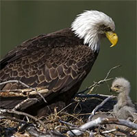 Gần 50% con đại bàng hói Mỹ bị nhiễm độc chì mãn tính