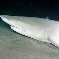 Chuyện gì xảy ra khi thợ lặn xuống đáy biển trong đêm, đánh thức cá mập 