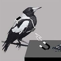 Chim ác là biết tháo vòng theo dõi cho đồng loại