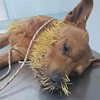 Thách đấu với nhím, chú chó "thần sấm" thua thảm ê chề