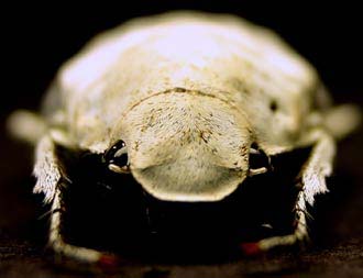 Loài bọ hung có màu trắng sáng lạ lùng