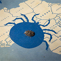 Loại bọ ve sống 8 năm không cần ăn trong phòng thí nghiệm