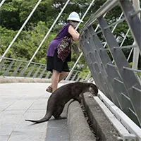 Singapore đang bị "khủng bố" bởi rái cá, mỗi bữa ăn của chúng có thể trị giá hàng nghìn USD!