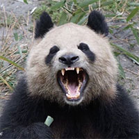 Tại sao sư tử và hổ không ăn thịt gấu trúc?