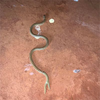 Sinh vật bí ẩn giống rắn, đuôi chẻ đôi như đuôi của 