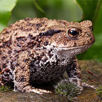 Giải mã bí ẩn vụ 1000 con ếch nổ tung ở 