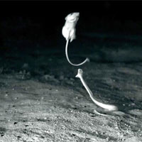 Video: Chuột 'tung cước' đá rắn chuông kịch độc theo phong cách ninja