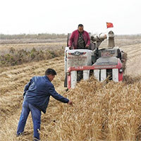 Trung Quốc phát triển giống 