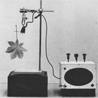 Thì ra, thực vật cũng biết hét lên khi căng thẳng