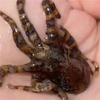 Ra biển chơi, cô gái nhặt được bạch tuộc nhỏ xinh, ai ngờ là hung thần độc hơn cả hổ mang chúa