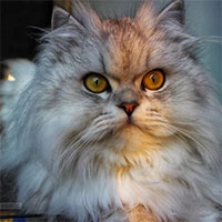 Chinchilla - Loài mèo có đôi mắt to nhất thế giới