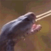 Bị rắn hổ mang phun nọc độc vào mắt, sư tử hoảng sợ bỏ chạy thục mạng