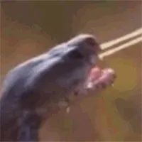 Bị rắn hổ mang phun nọc độc vào mắt, sư tử hoảng sợ bỏ chạy thục mạng