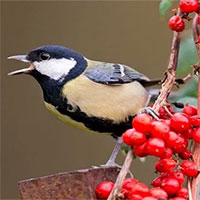 Các loài chim có ngôn ngữ riêng hay không?