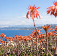 Quần thể phong lan quý hiếm lớn nhất được bảo vệ trong một căn cứ quân sự ở Corsica