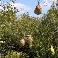 Chim thợ dệt tấn công rắn độc để bảo vệ tổ