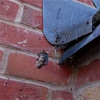 Lần đầu tiên ghi nhận nhện góa phụ giả bắt và ăn thịt dơi 