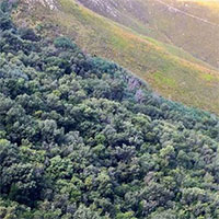 Cây fynbos ở châu Phi bám trụ với bộ rễ mỏng nhất thế giới