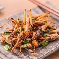 Vì sao côn trùng có thể là chìa khóa cho an ninh lương thực?