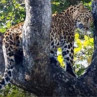 Hổ cái nổi giận trả thù, báo hoa mai phải trốn trên cây suốt 7 tiếng