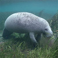 Thức ăn tự nhiên khan hiếm, Florida phải cho lợn biển ăn 9 tấn rau xà lách mỗi tuần