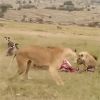 Bạn tình bị linh cẩu 