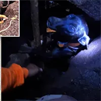 Giải cứu chú chó mắc kẹt suốt 2 ngày trong khe nứt núi lửa