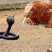 Clip: Rắn hổ mang chúa đánh nhau với rồng Komodo và cái kết gay cấn