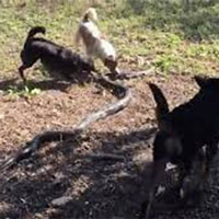 Video: Hổ mang chúa dài 2,4 mét đụng độ 4 con chó nhà và cái kết bất ngờ