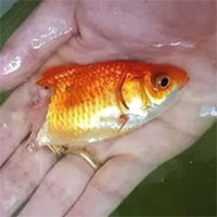 Chú cá vàng zombie gây sốc: Mất nửa thân dưới, trơ cả xương rồi tự hồi phục, mọc cả đuôi mới