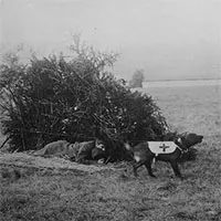 Mercy dog - Những người hùng thầm lặng trong Thế chiến thứ nhất