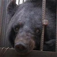 Gia chủ tá hỏa khi chó cưng nuôi suốt 2 năm bất ngờ biến thành… gấu