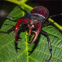 Stag Beetle - Loài bọ quý hiếm đắt tiền nhất thế giới