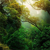 Một nửa rừng nhiệt đới Amazon có nguy cơ biến thành thảo nguyên