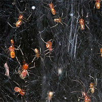 Kỳ lạ loài nhện đi săn theo bầy với hơn... 50.000 cá thể