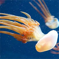 Sốc trước loạt sinh vật hiện đại mang phần cơ thể 600 triệu năm trước