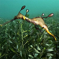 Khám phá dòng họ cá có những loài dị hợm nhất thế giới